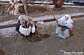 VBS_8393C - Presepe Chiesa di Martinetta Natale 2024